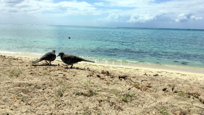 Mauricius - Le Morne Park / Foto: Petra Švehlová Stowasserová