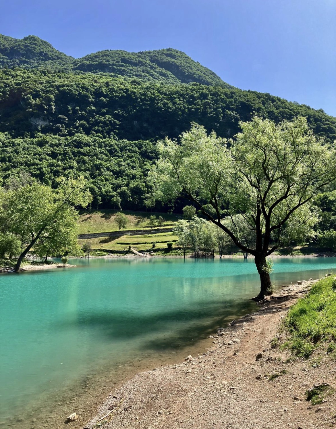 Lago di Tenno - Dovolenkářka Turquoise lake at the shore with a leaning tree, green hills, and a clear blue sky above.