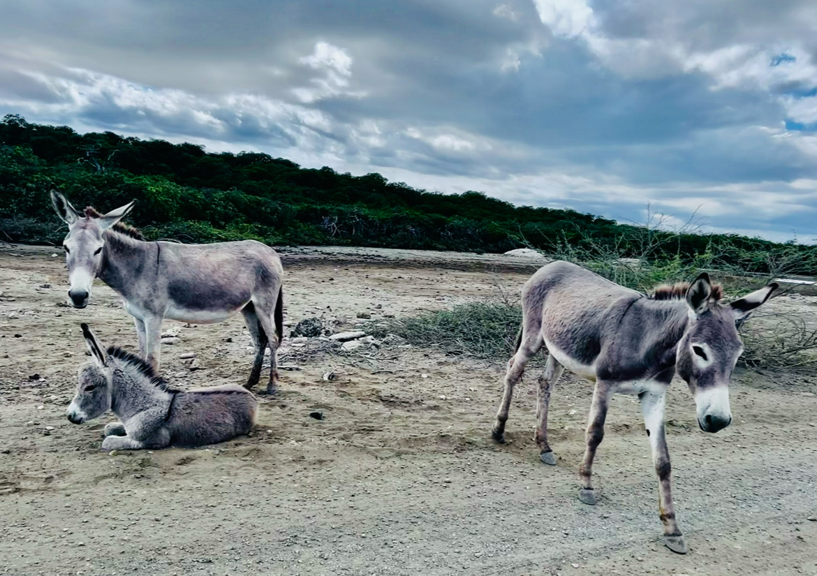 Bonaire výlety / Co dělat na ostrově Bonaire