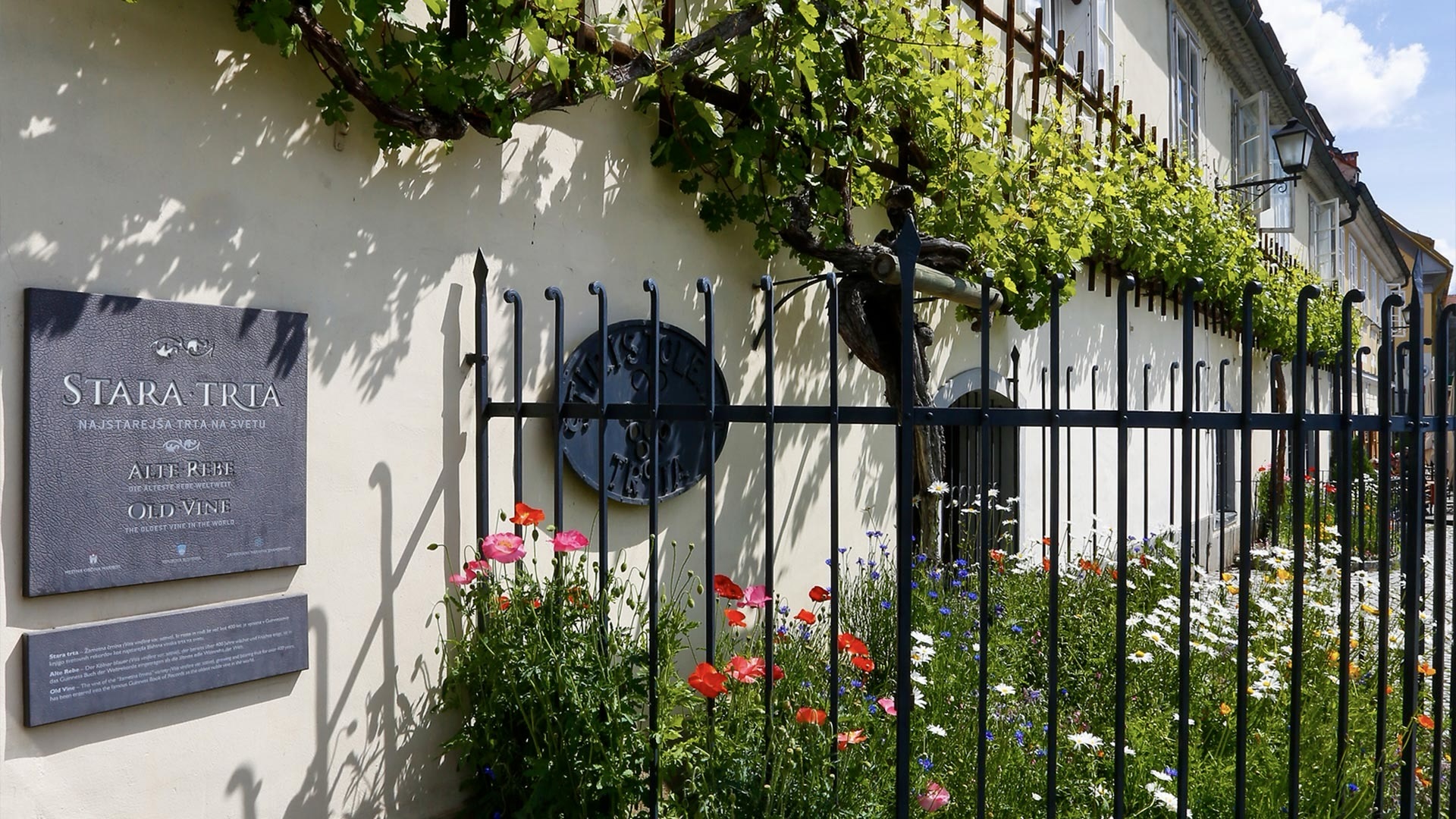 Maribor Stará réva