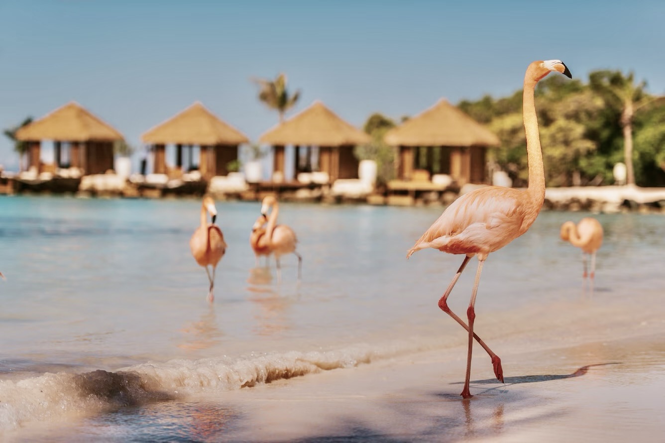 Renaissance Wind Creek Aruba Resort