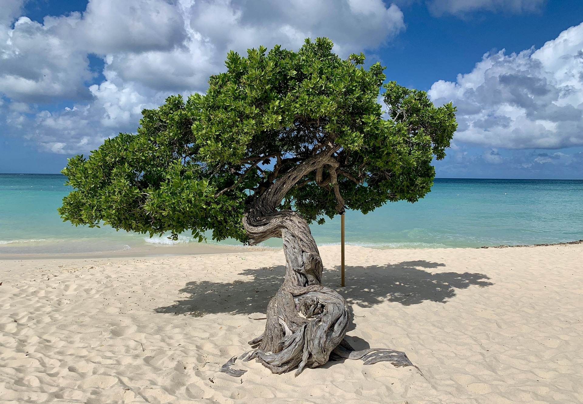 Eagle Beach Aruba - Co dělat na Arubě