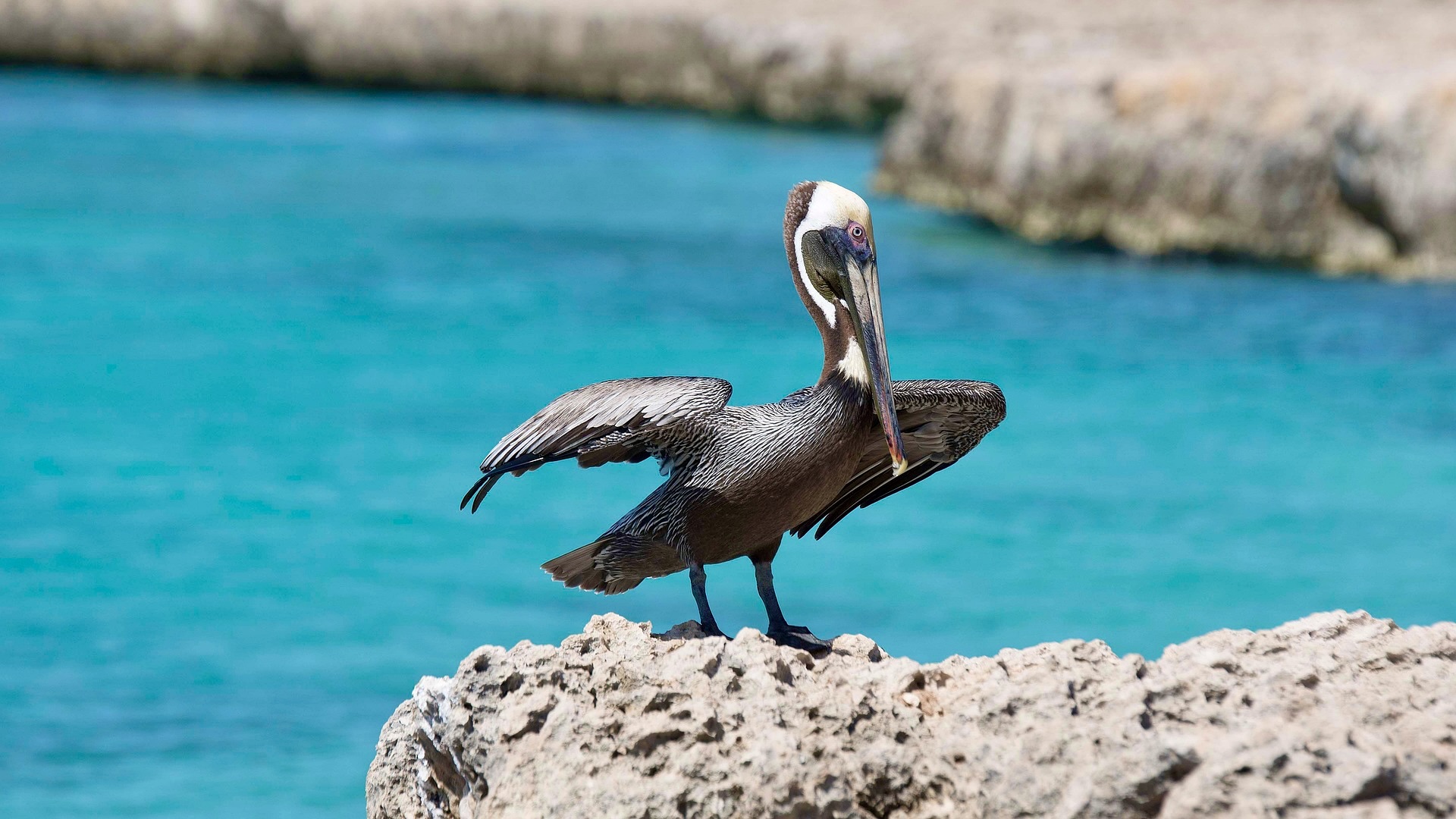 Aruba - Co dělat na Arubě